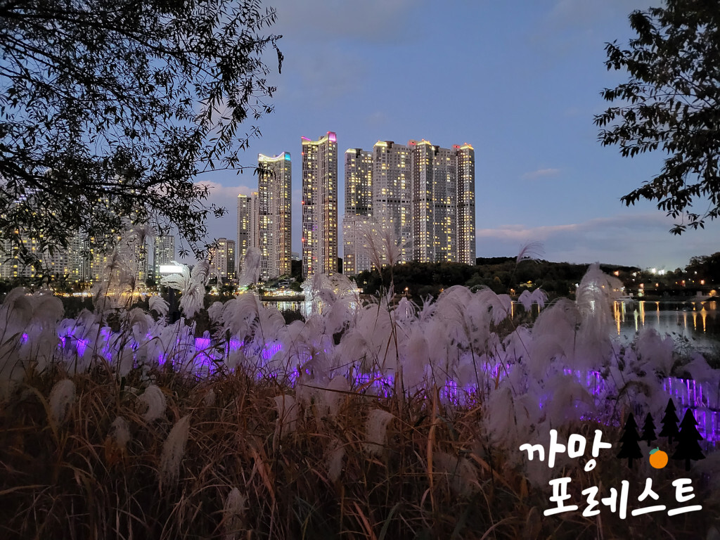 광교호수공원 억새