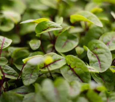 근대 효능과 부작용 나물 먹는법 고르는법 칼로리