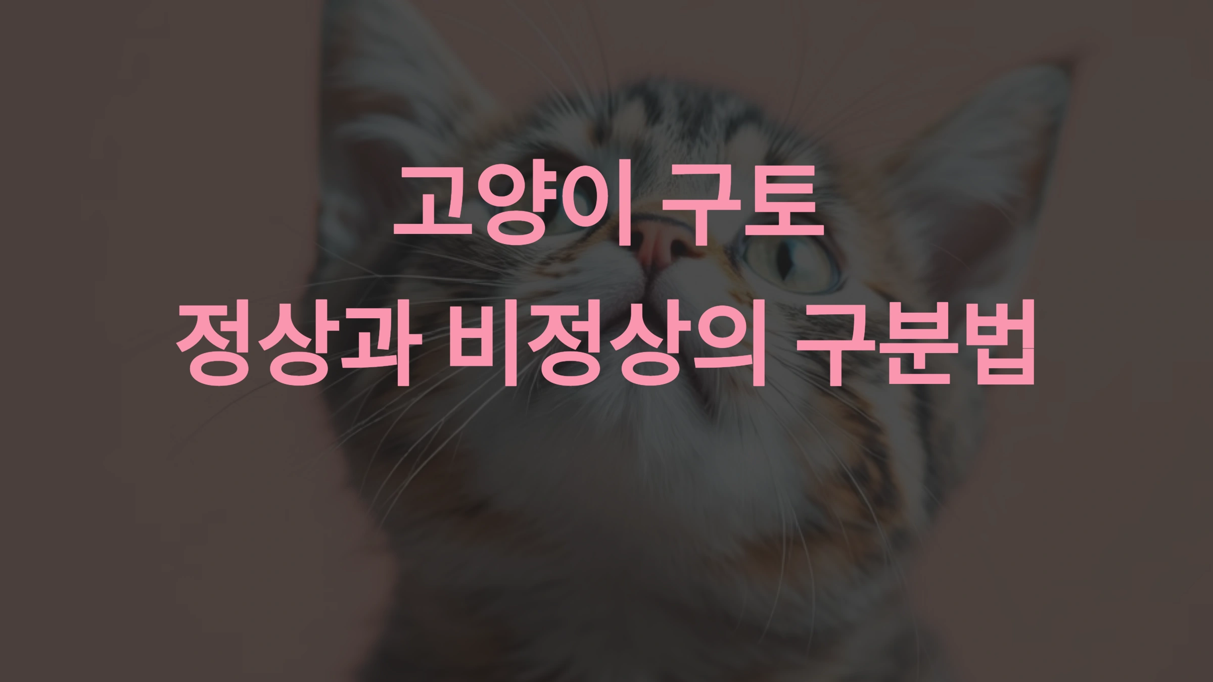 고양이가 구토하는 이유