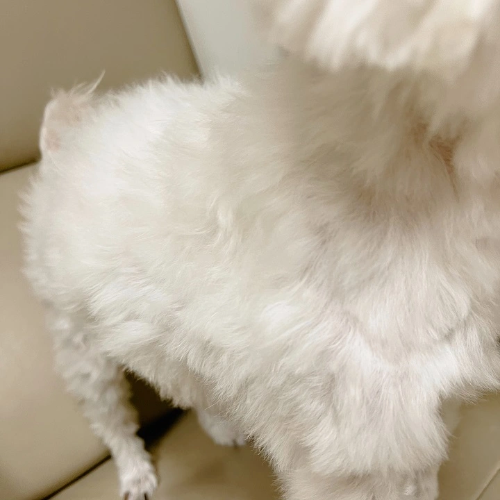 샴푸 후 털 말린 모습