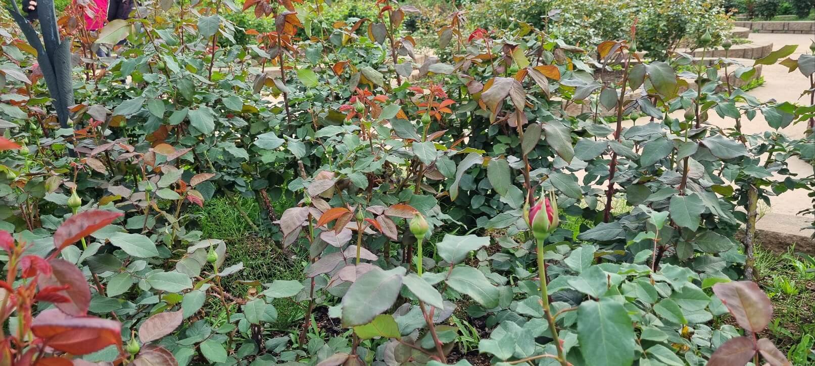 부천 백만송이 장미공원 장미축제 찾아가는 길