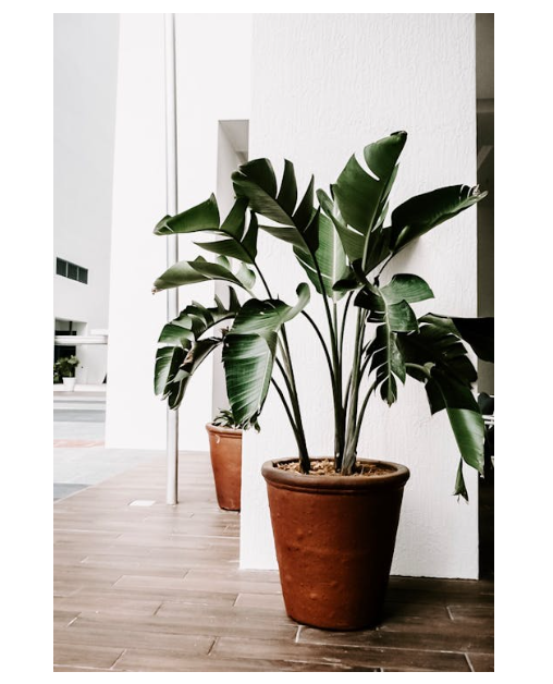 나만의 반려식물 키우기 추천