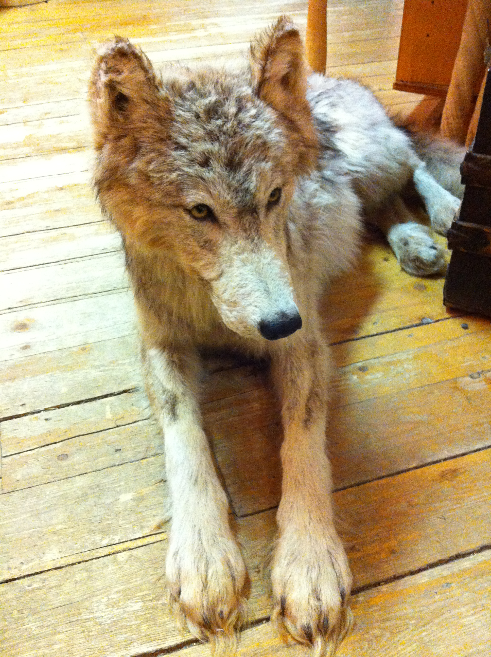 상점 안에 있던 늑대 모형