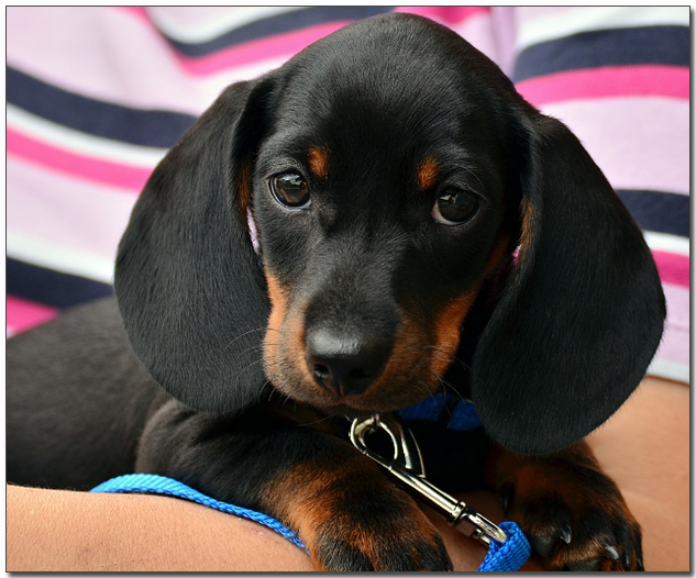 주인품에 안겨있는 닥스훈트