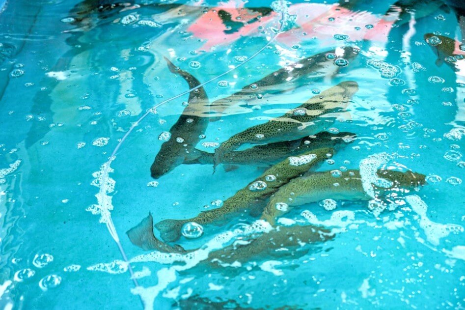 2025 홍성남당항 바다송어 요리대회 & 수산물 축제 가이드