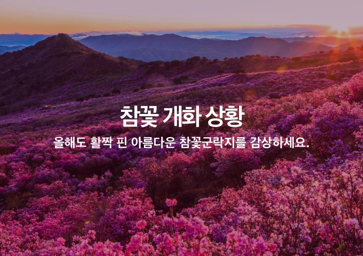 비슬산 진달래 축제