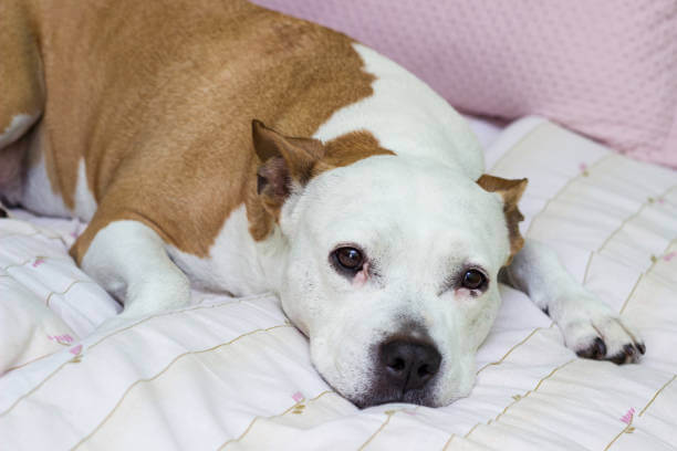 노령견 필수 건강검진 체크리스트, 꼭 챙겨야 할 항목