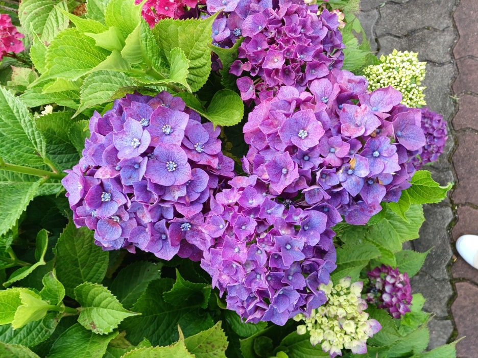 제주도 수국! 20245놓치면 후회할 명소