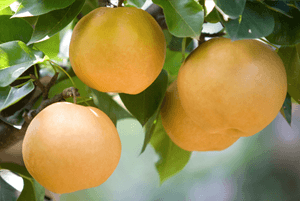 기관지에 좋은 음식17