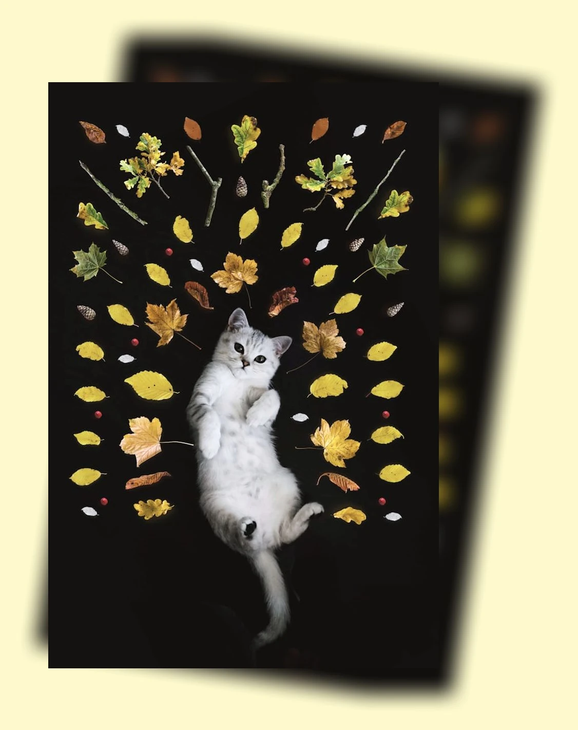 노령묘 건강관리_2_subsection