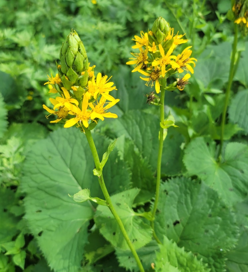 한국 토종 산나물 소개 (5) - 산에서 나는 향긋한 미역 같은 잎사귀, '미역취' 이야기