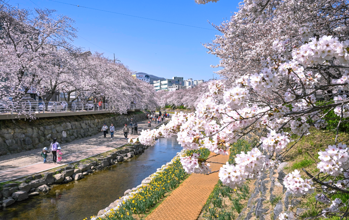 궁거랑 벚꽃 길 사진