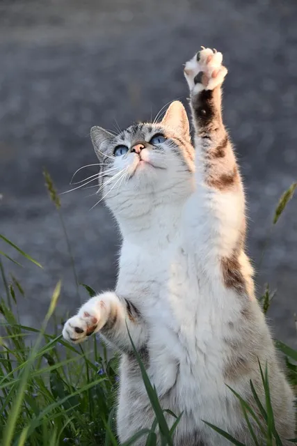고양이 꿈 해몽 풀이6