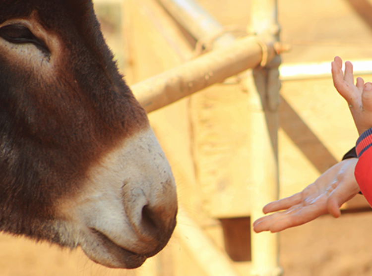팜카밀레 허브농원
