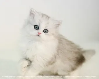 페르시안 고양이 유전병_10