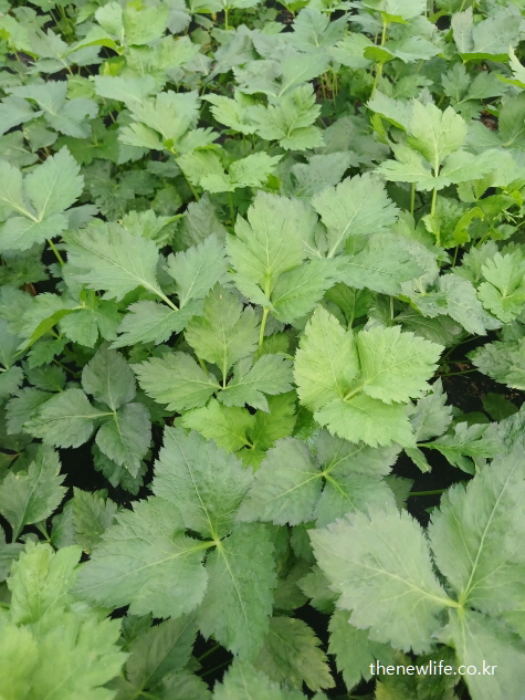 농장에서 자라는 참나물 밭 &ndash; 면역력 증진과 피로 완화 효능을 지닌 참나물 실물 이미지