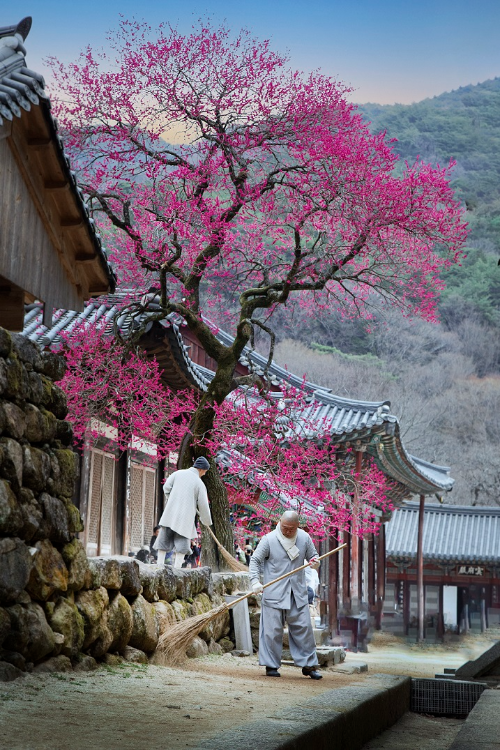 전국 매화 명소 추천 BEST 5&amp;#44; 광양&middot;통도사&middot;화엄사&middot;휴애리 개화 시기&middot;여행 코스 추천