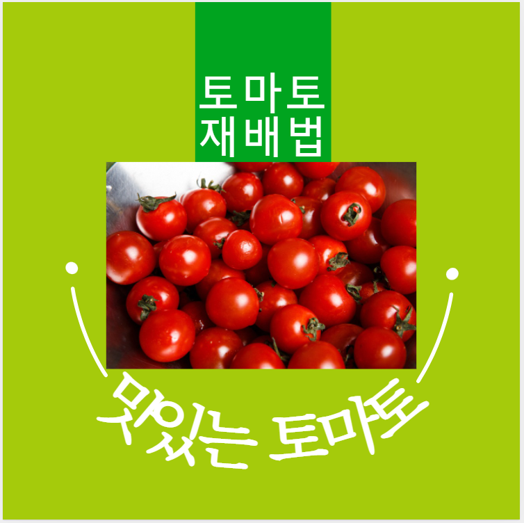 토마토