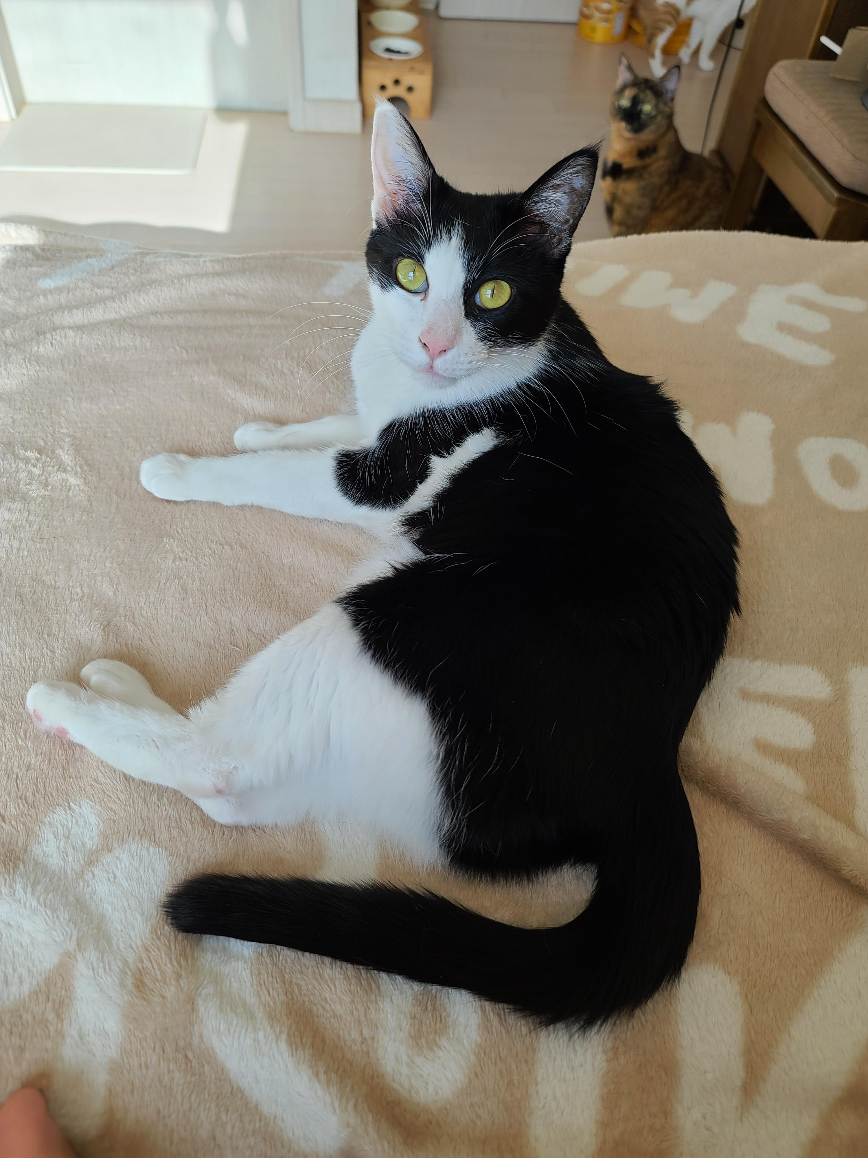 고양이들도 집사걱정 하더라구요