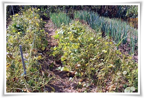 텃밭 "6월, 팥을 심어보세요!" 팥 한 줄 심고 건강과 행복은 두 배로!