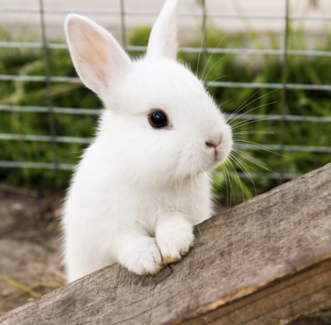 아침고요가족동물