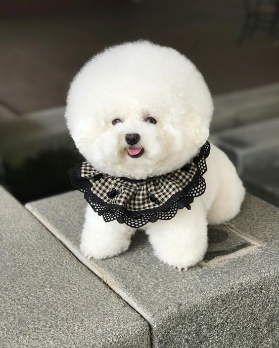 비숑
