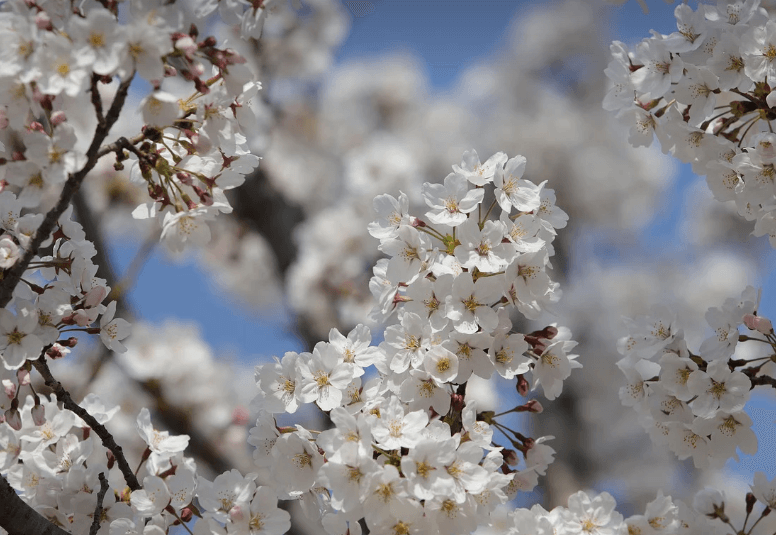 여의도 벚꽃 축제 