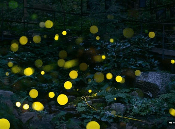 2025 화담숲 예약하기 모노레일 예약하기