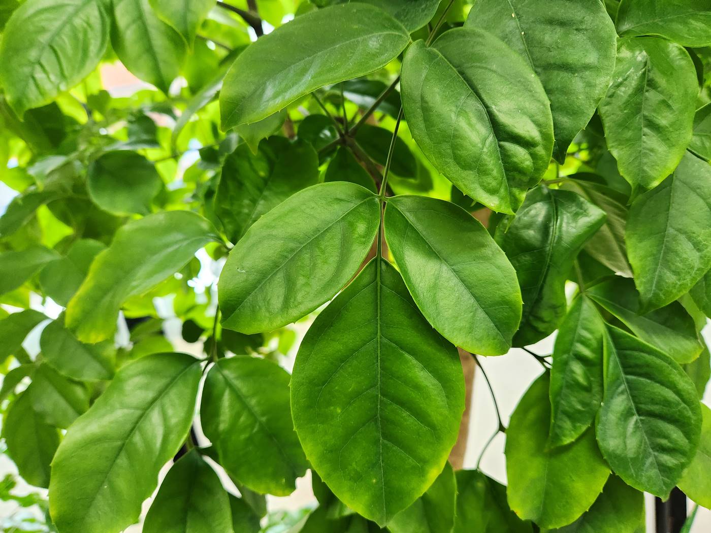 해피트리(행복나무) Happy Tree