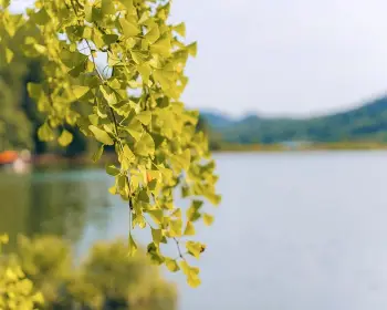 문광저수지 은행나무길_4