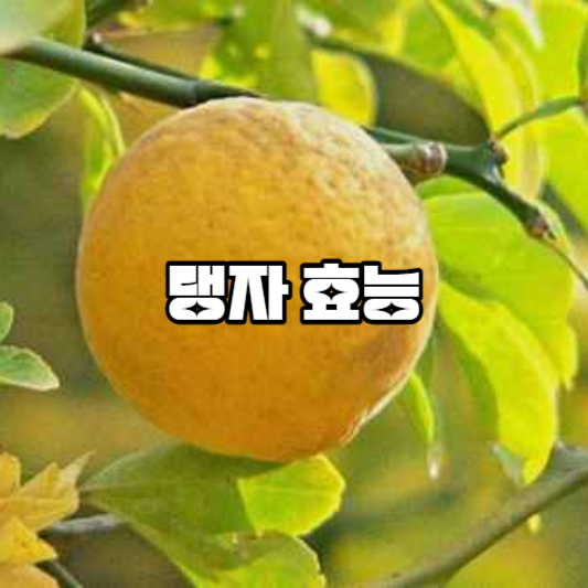 탱자 효능
