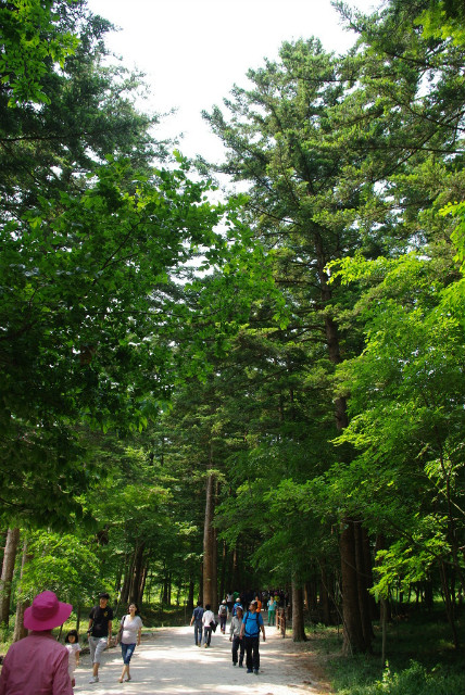 내소사 전나무길
