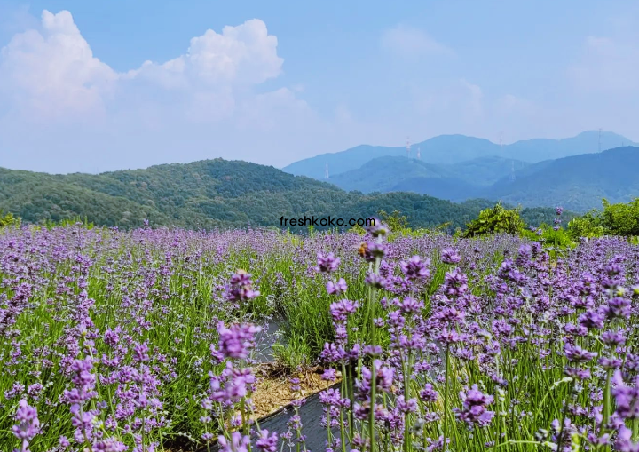 7월 축제 가볼만한곳 10곳