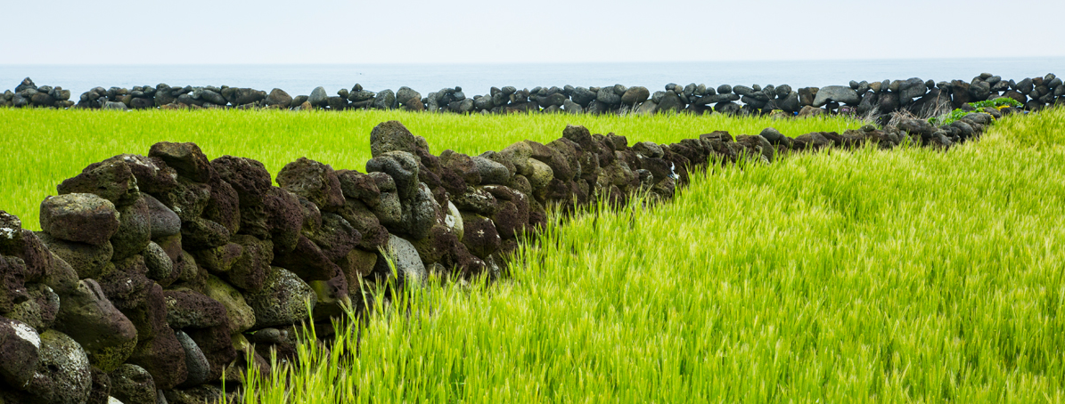 제주 가파도 청보리축제
