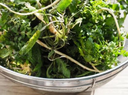 봄나물의-종류와-사진을-소개합니다.-봄나물의-종류로는 냉이-달래-쑥-미나리-등이-있습니다