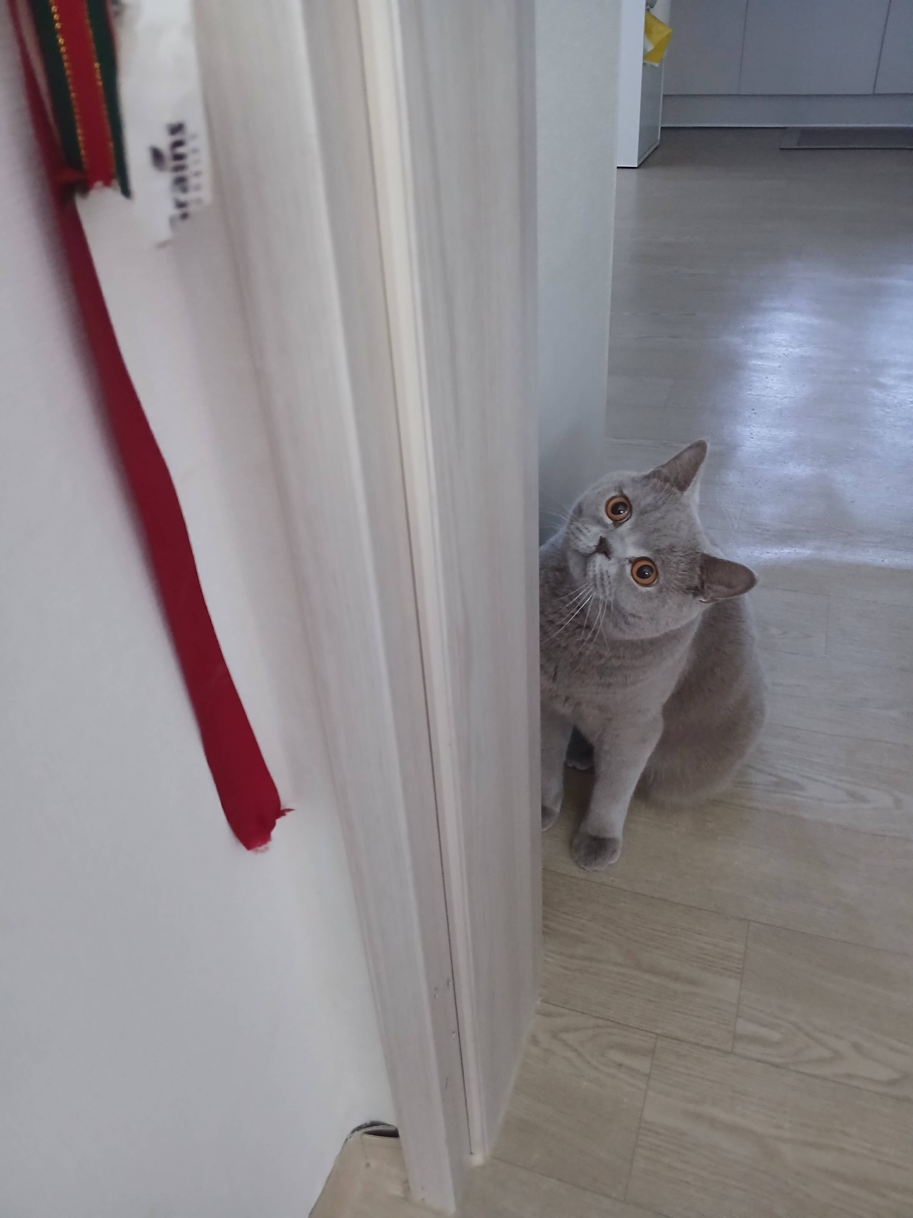 굵은 실과 리본으로 만든 낚싯대에 집중하고 있는 누니