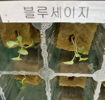 세이지 재배 삽목 번식 배수성 좋은 흙 가지치기_14