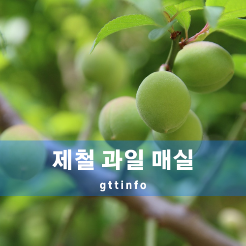 매실의 효능