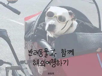 반려동물과 해외여행 기내 직항 펫 전용 준비와 절차_2