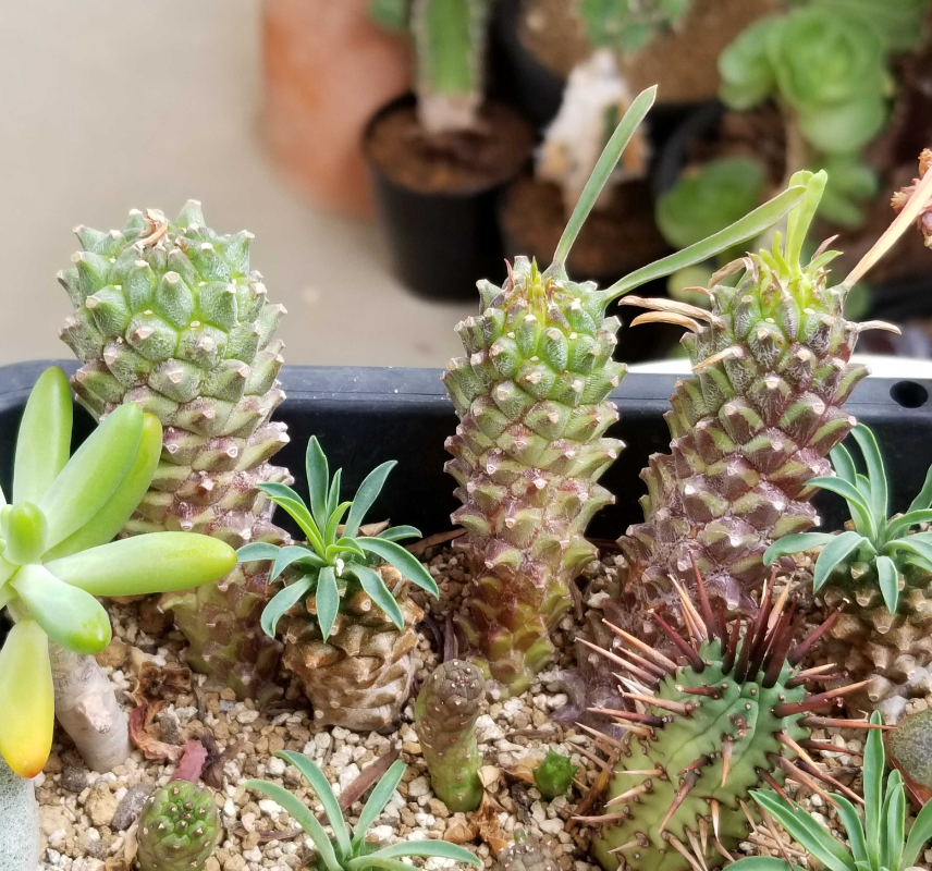 괴마옥 기르기 키우기 번식 다육 물주기 자르기 꽃 옷자람 분갈이