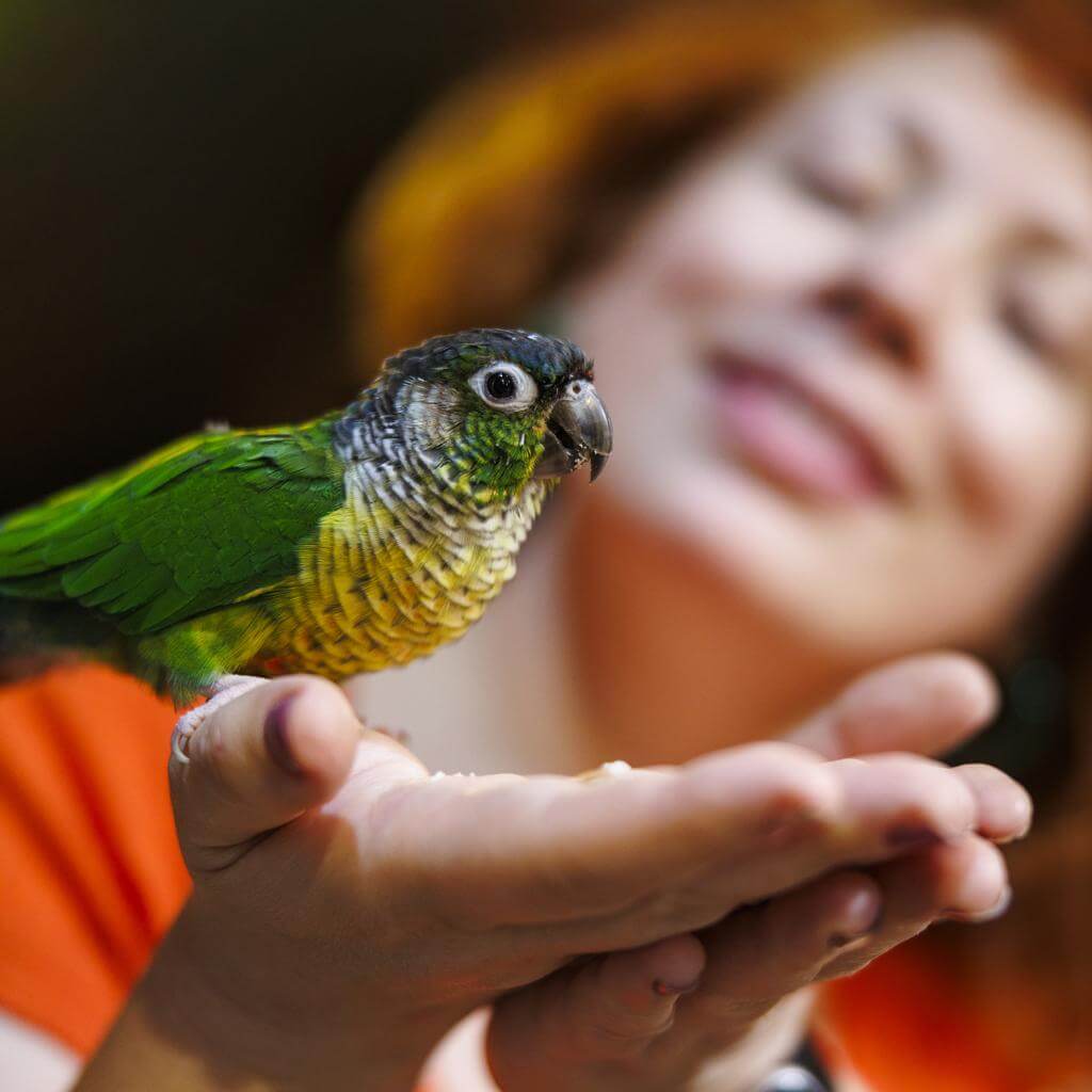 앵무새가 환경에 적응하는 과정, 훈련 방법, 유지 방법