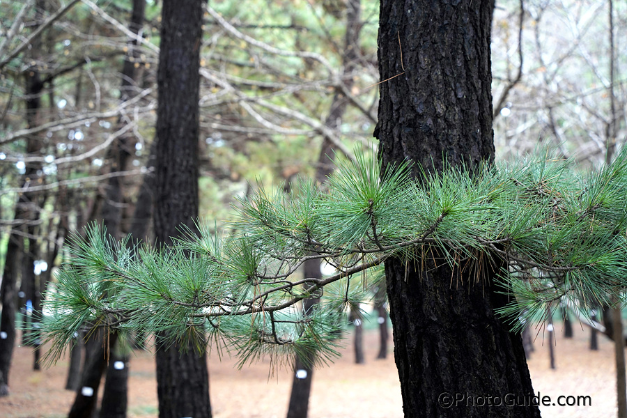 서천 송림마을 솔나무 숲