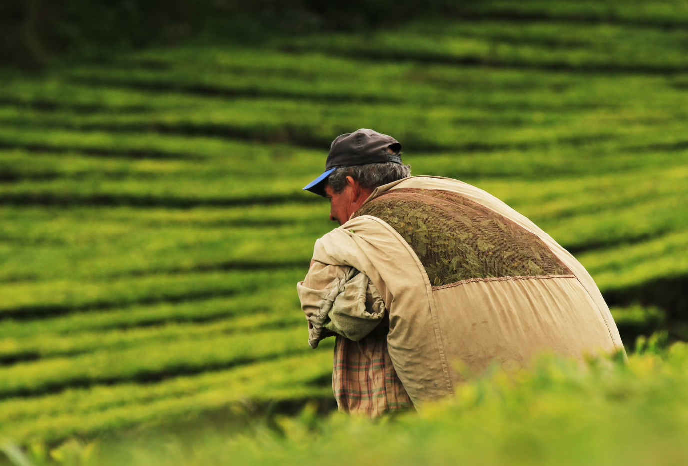 녹색-농장에-앉아-있는-남자
