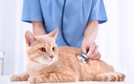 병원에서 수의사의 진찰을 받는 고양이.