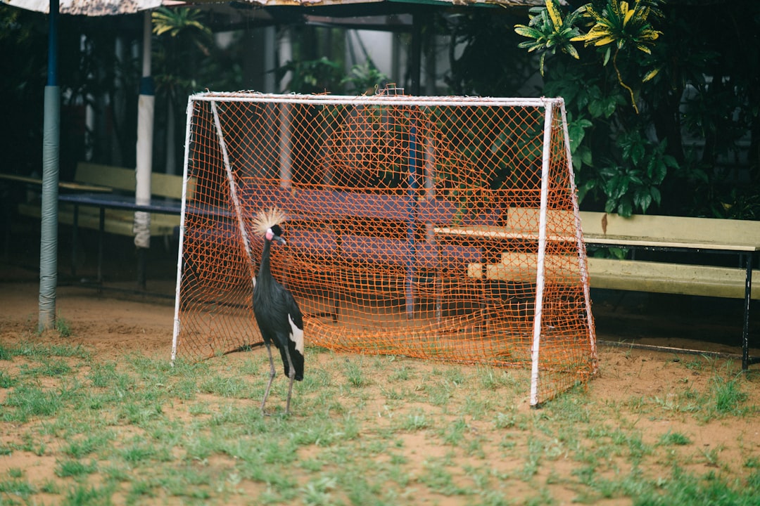 Penalty