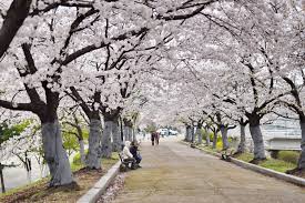 봄 나들이 벚꽃