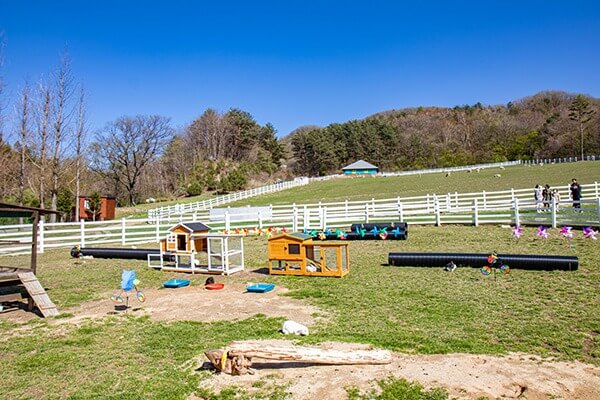 대관령 하늘목장 체험 정보