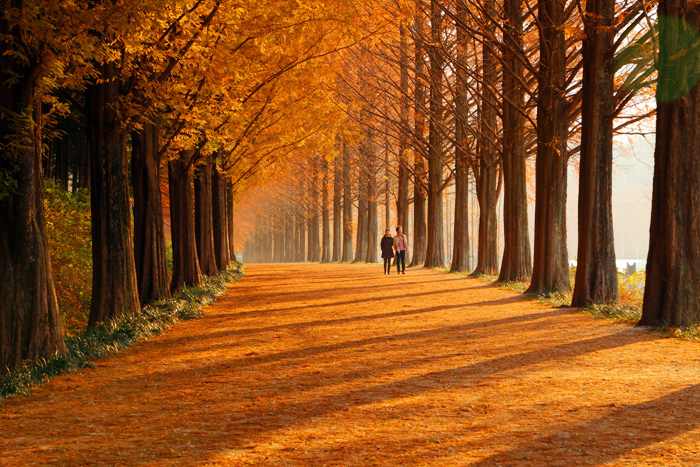전남 담양 ‘메타세쿼이아길’