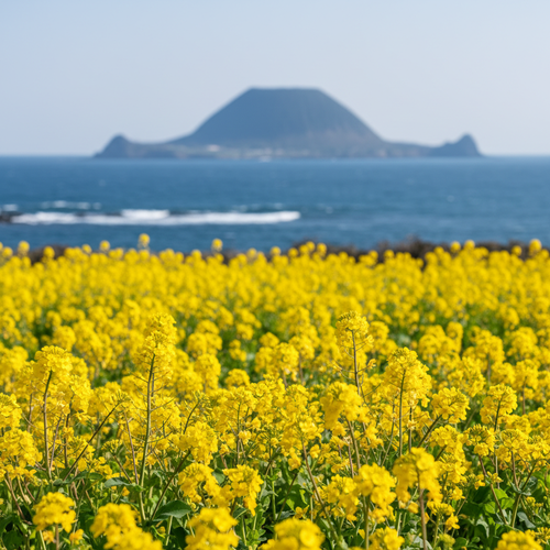 지갑 걱정 끝! 입장료 없는 제주 유채꽃 숨은 명소 3곳