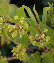 청미래덩굴 꽃1